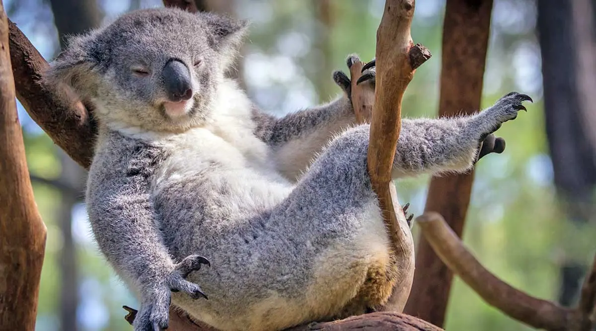 koala bear lying on its back in a tree