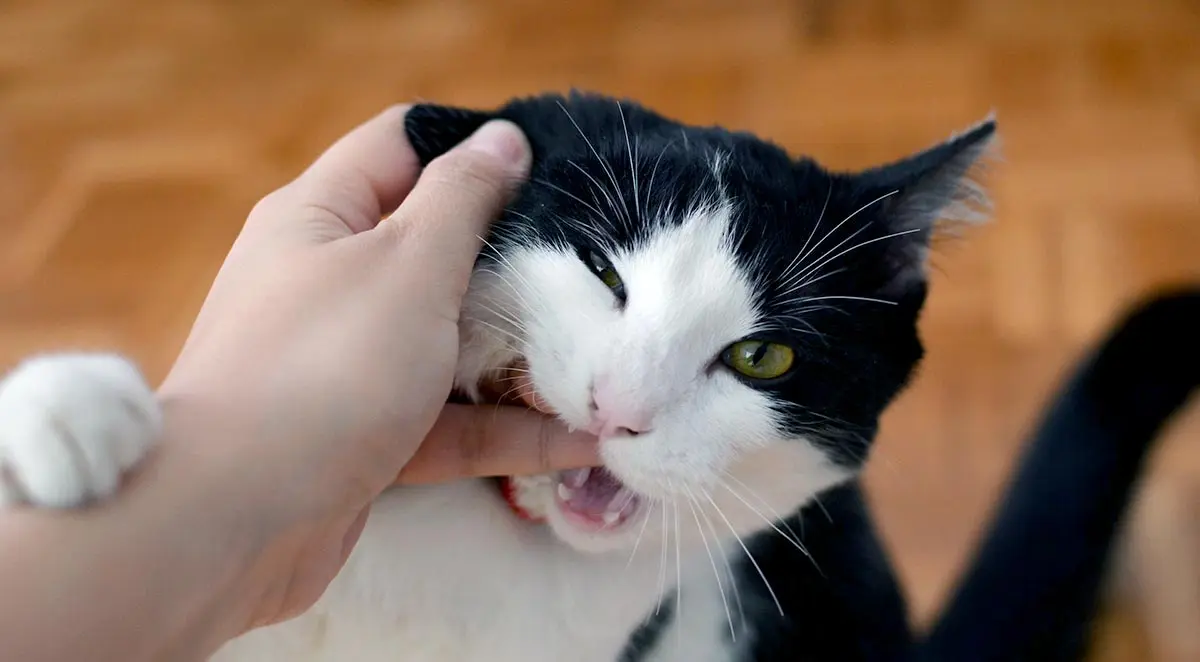 cat play biting human
