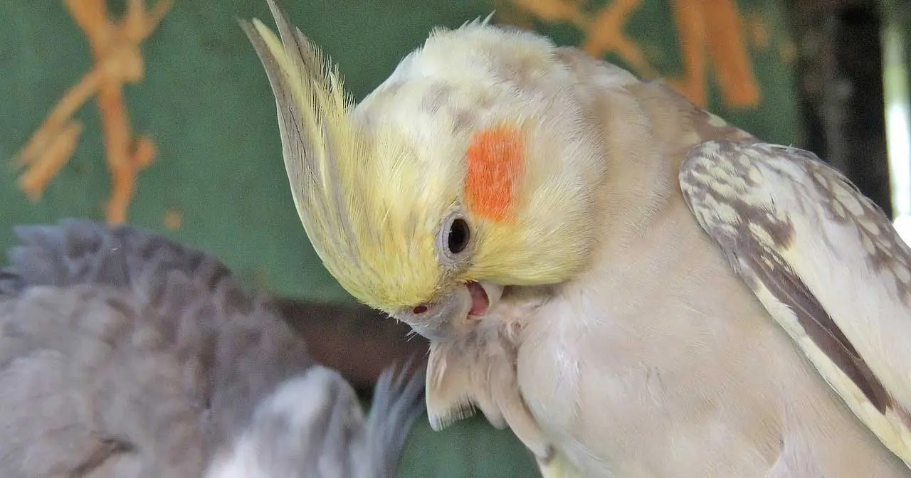 cockatiel preening its feathers