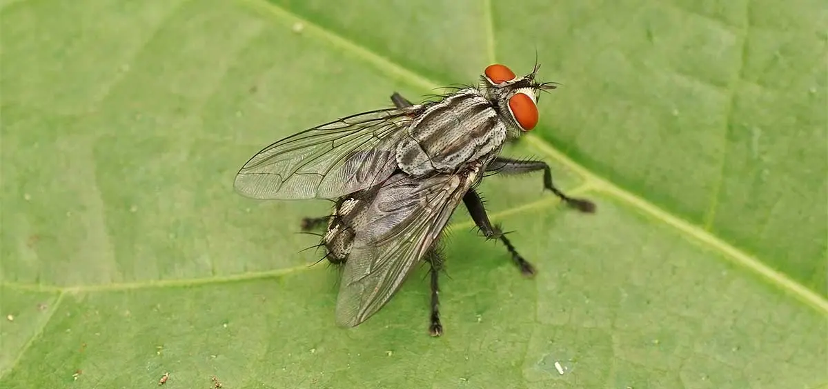a housefly on a leaf