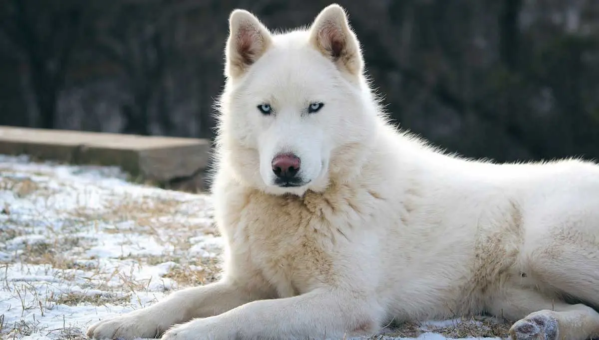 White Wolf Dog Lying in Snowy Grass