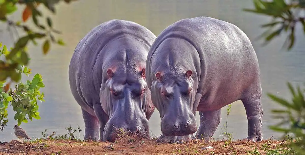 hippos grazing