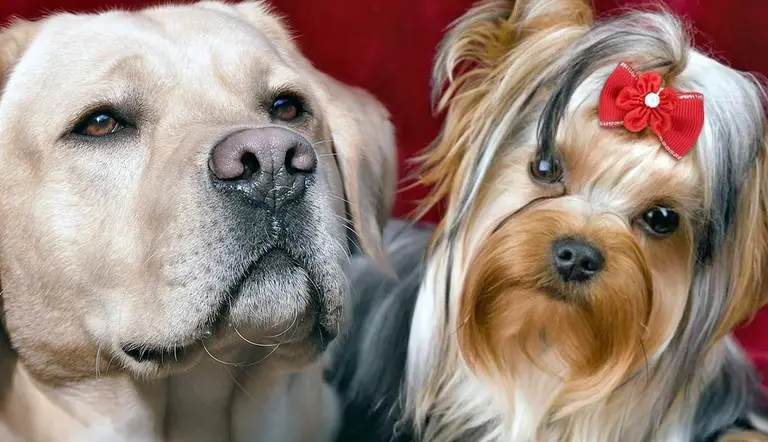 male dogs vs female dogs who lives longer