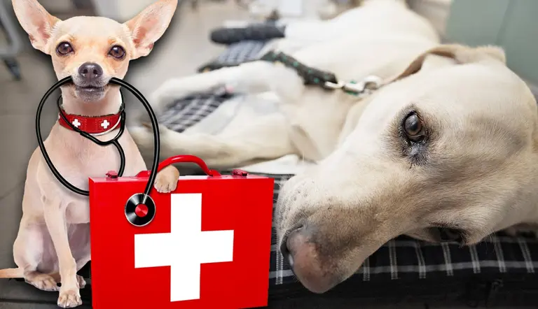 things to know about dog first aid