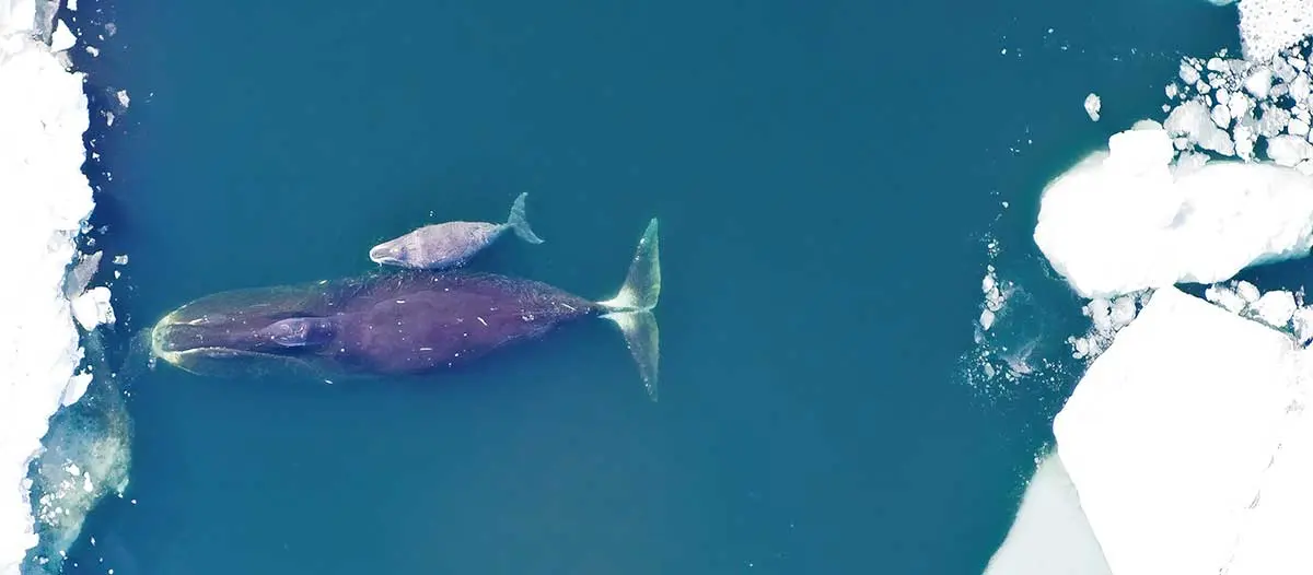 bowhead whale calf