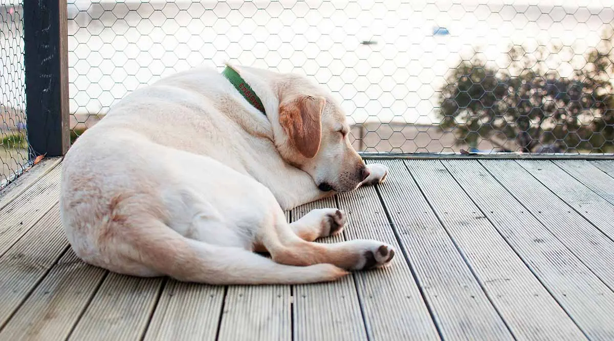 white dog sleeping outside on verandah