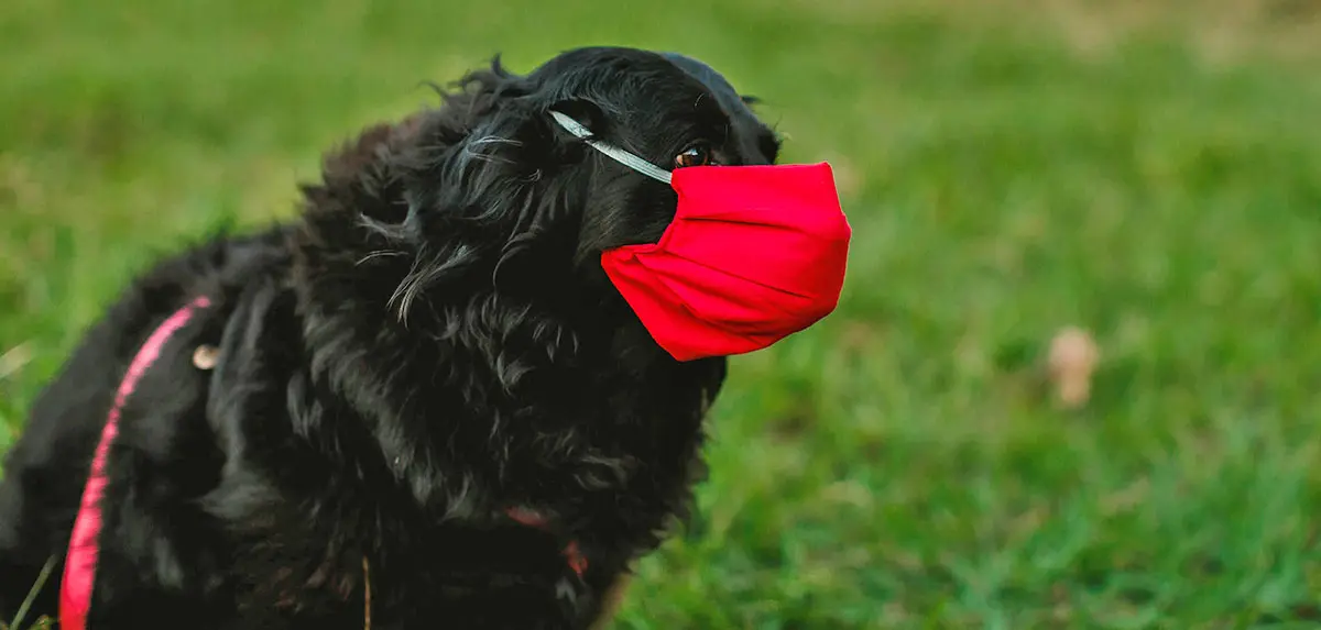 black dog red face mask