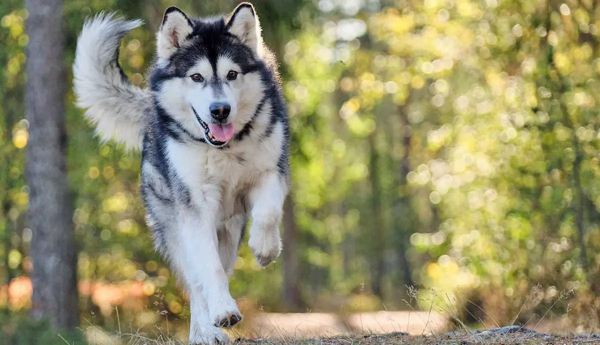 Alaskan malamute running in the forest