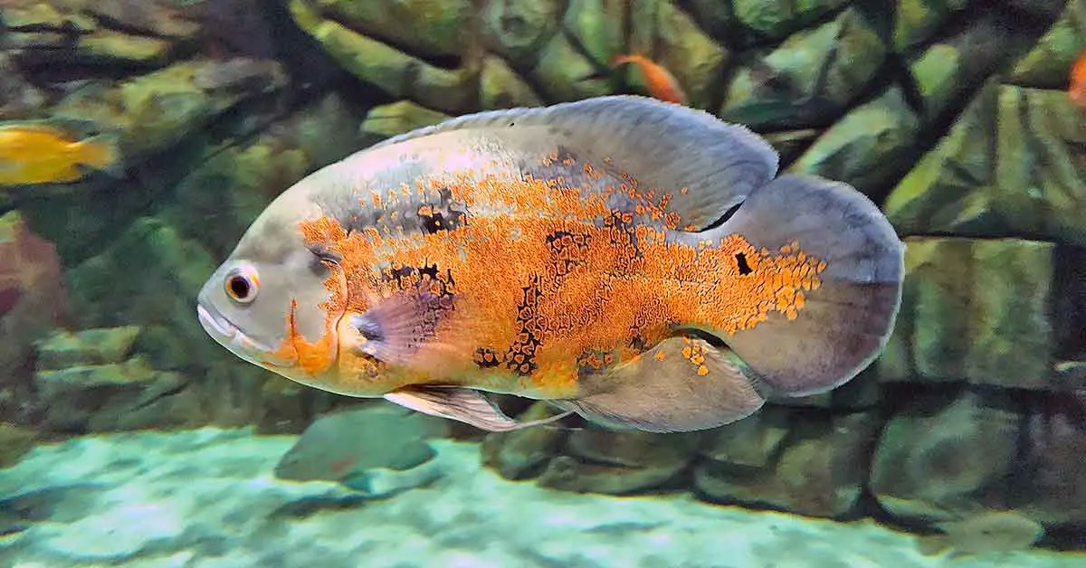 oscar fish golden scales school