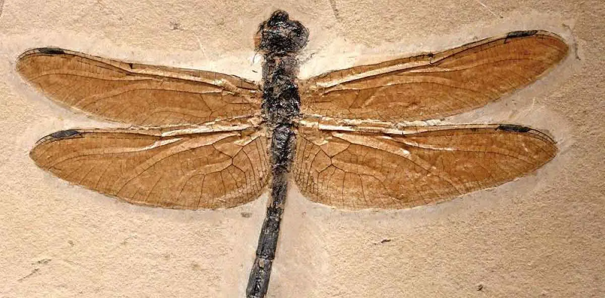 griffinfly fossil