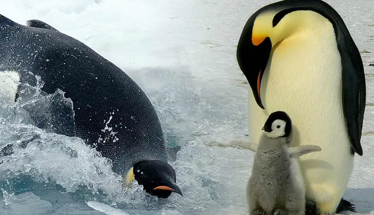 facts emperor penguins