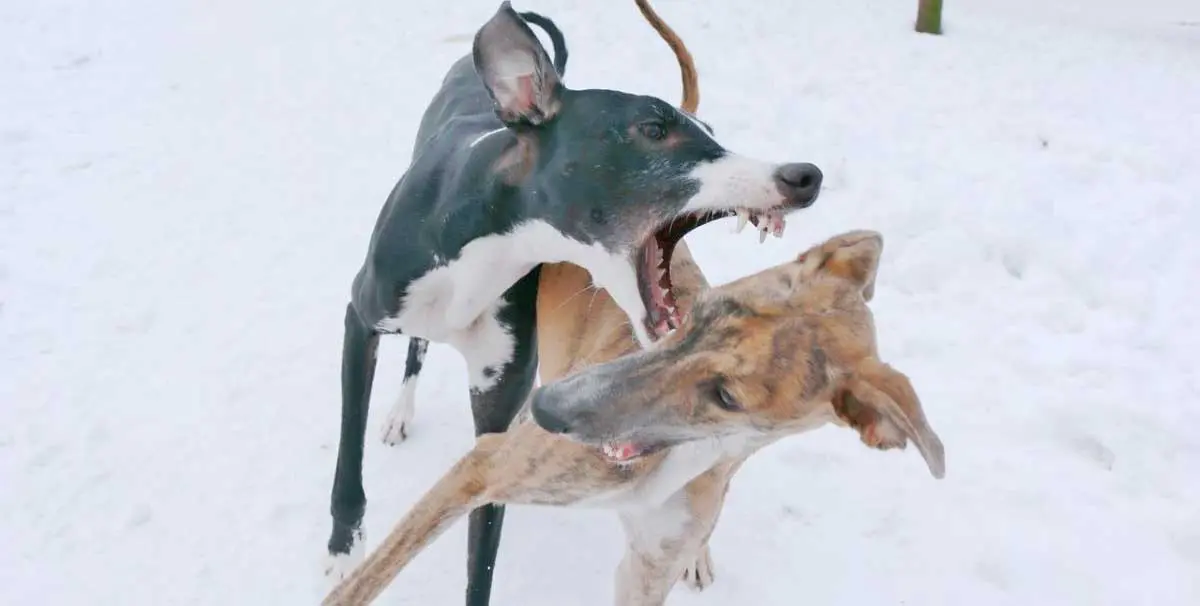 greyhounds wrestling