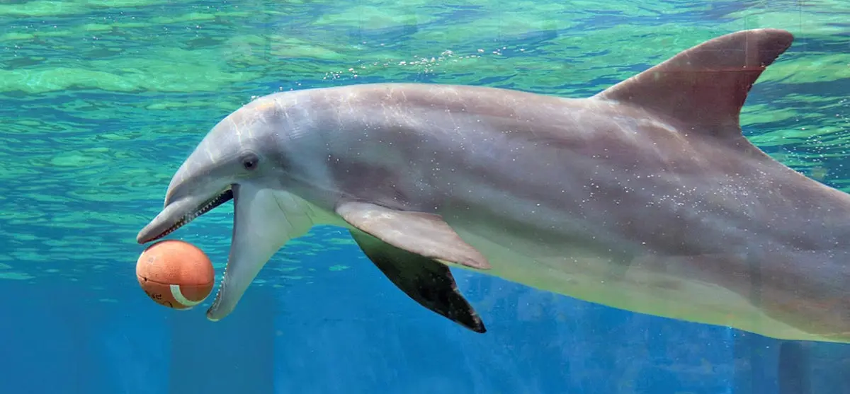 bottlenose dolphin