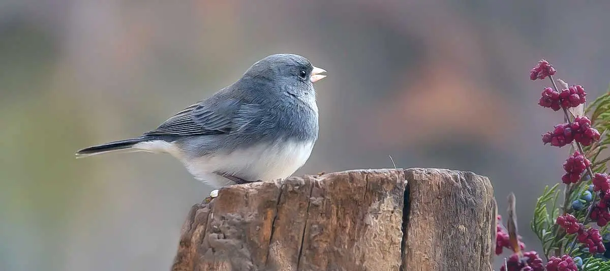 junco songbird grey