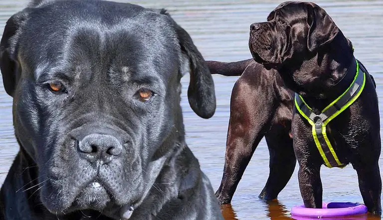 cane corso unleashed what to know