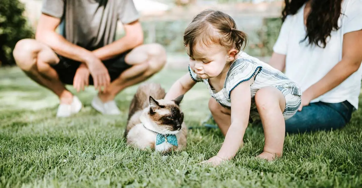 toddler petting cat with parents