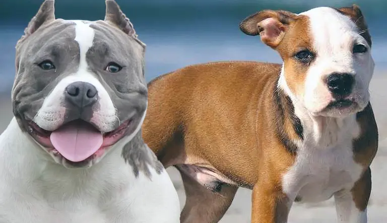 things to know about pocket pitbulls