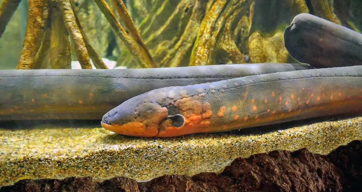 eels resting on gravel