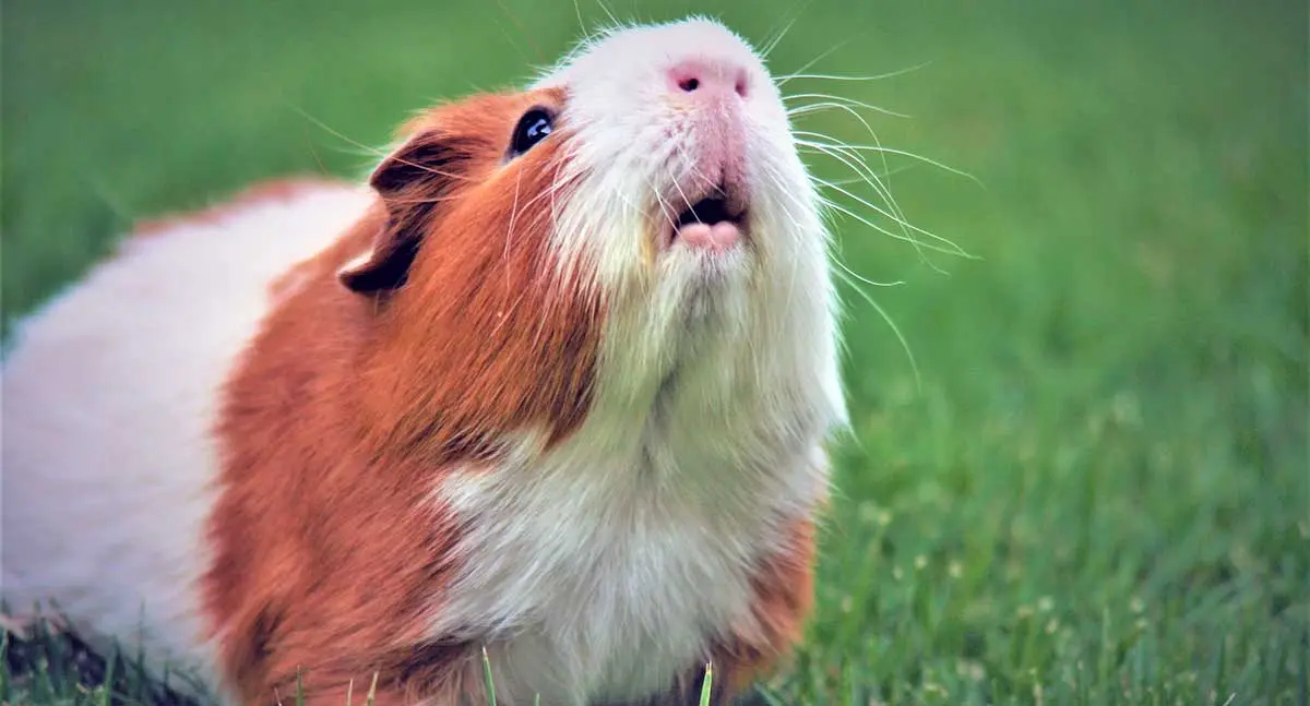 brown white guinea pig grass background