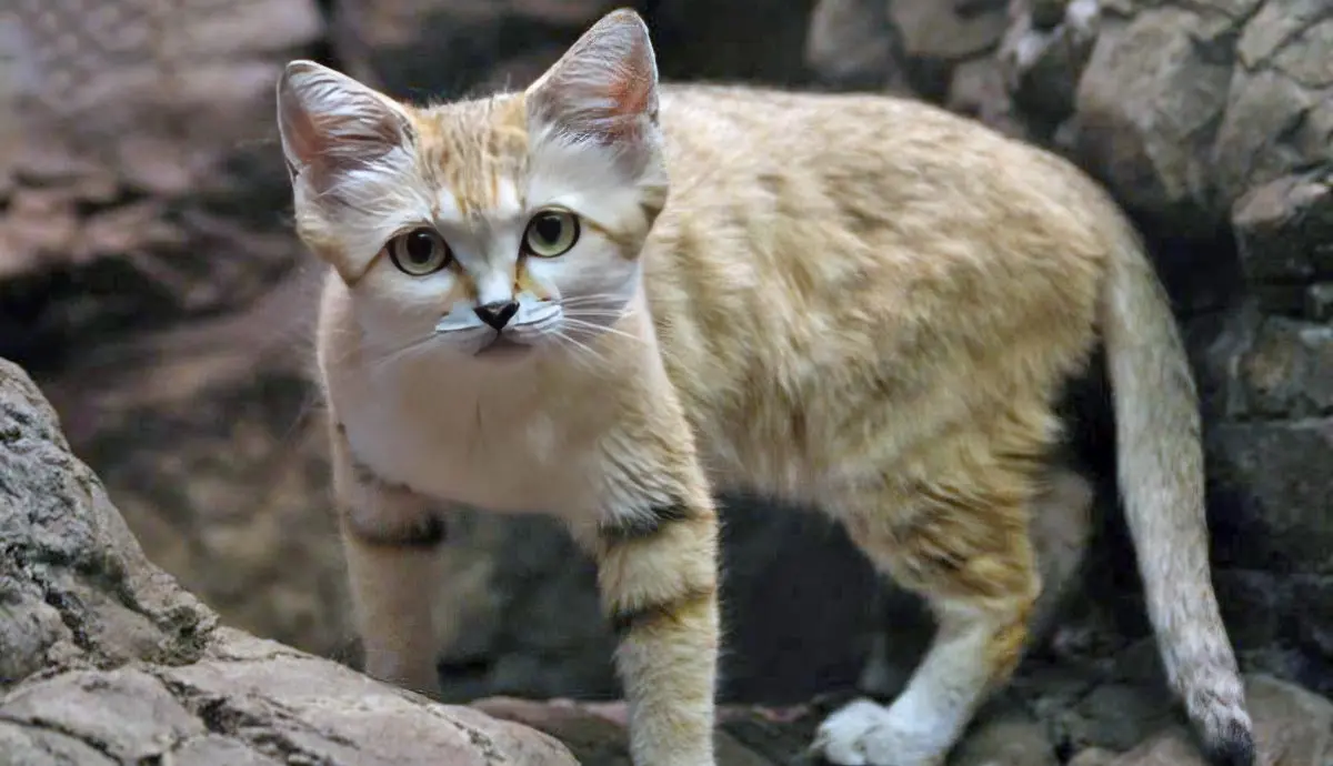 sand cat looks like domestic cat