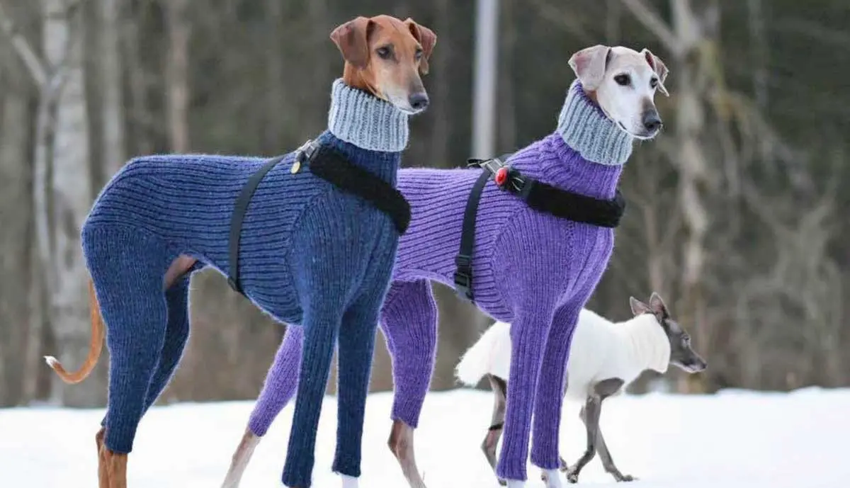 greyhound wearing sweater