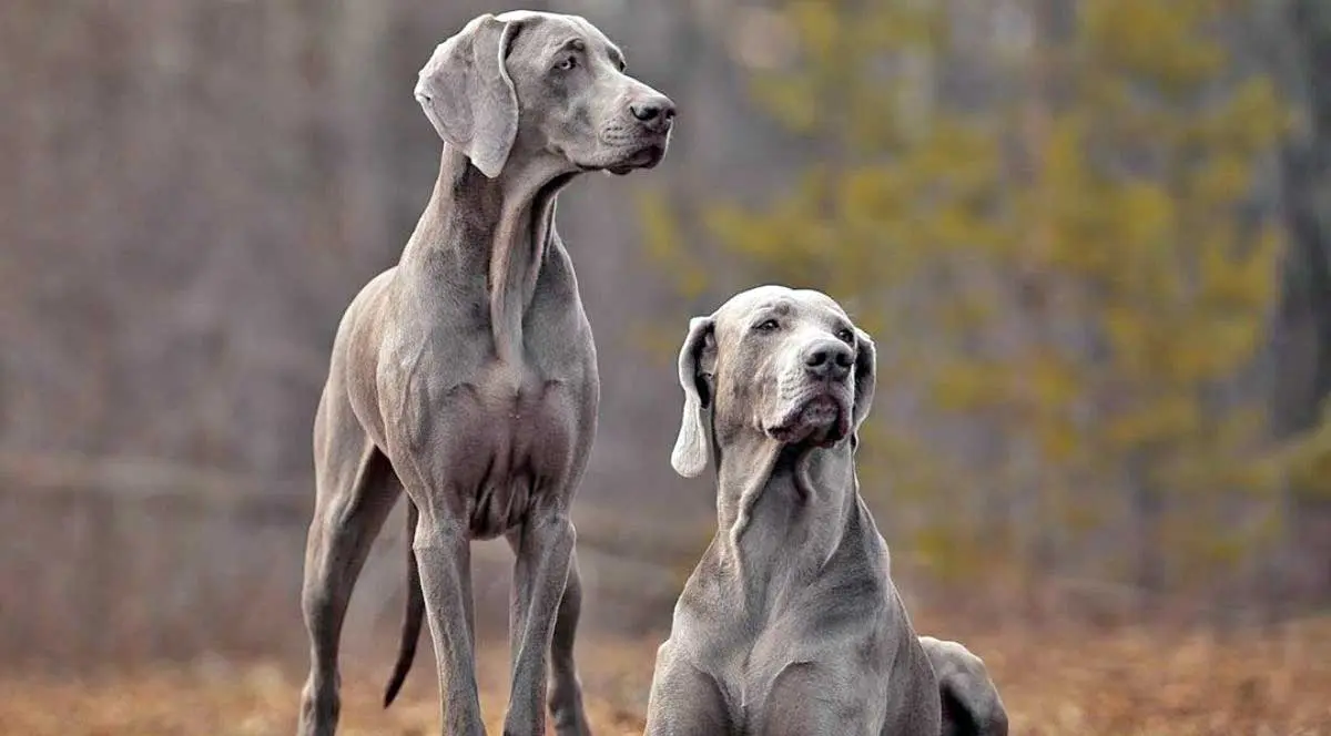 Two Weimaraners Standing and Lying in Leaves