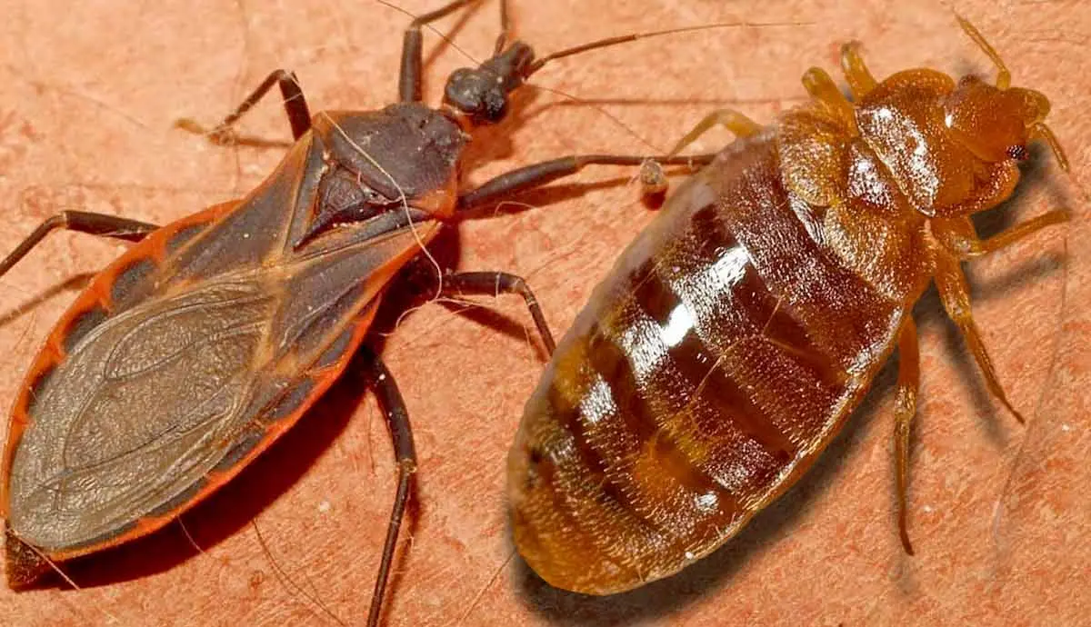 blood sucking insects