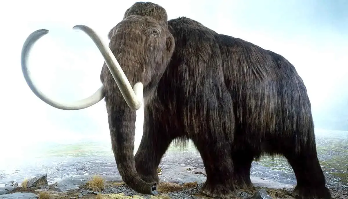 woolly mammoth extinct animal