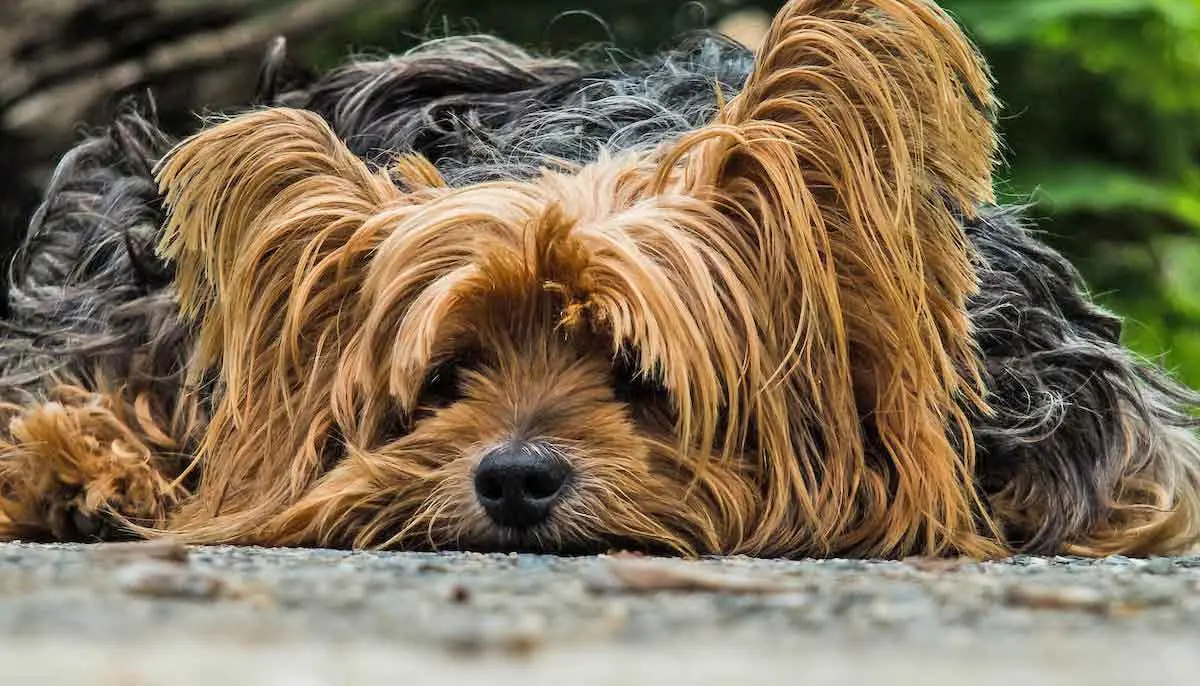 Yorkshire Terrier Dog Lying on Ground