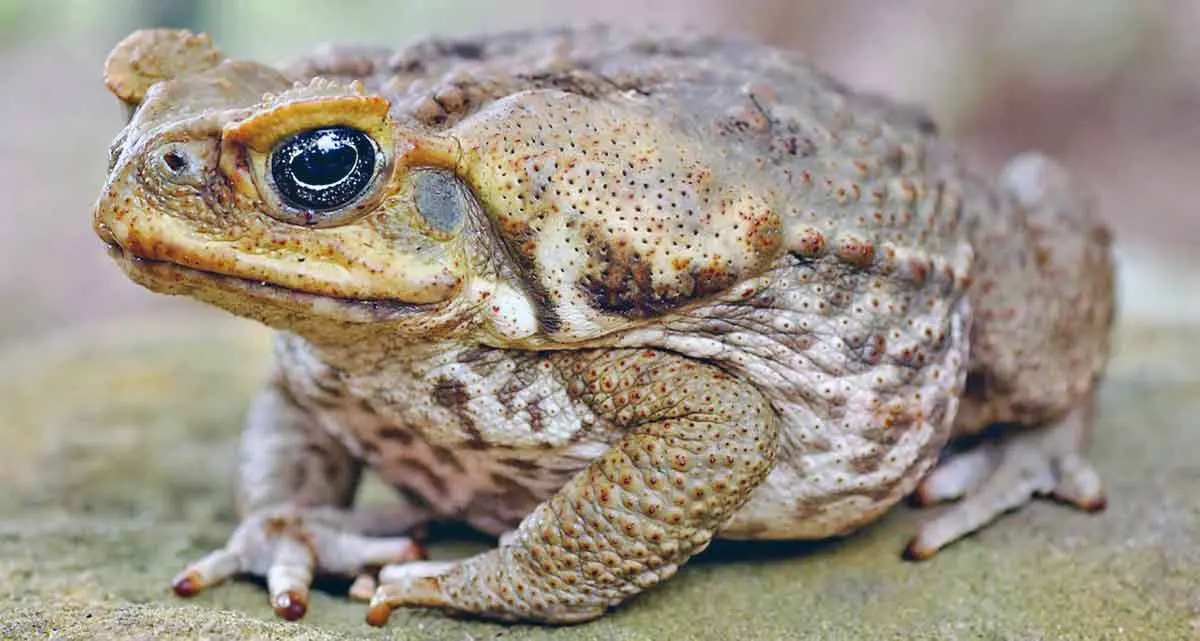 poisonous cane toad