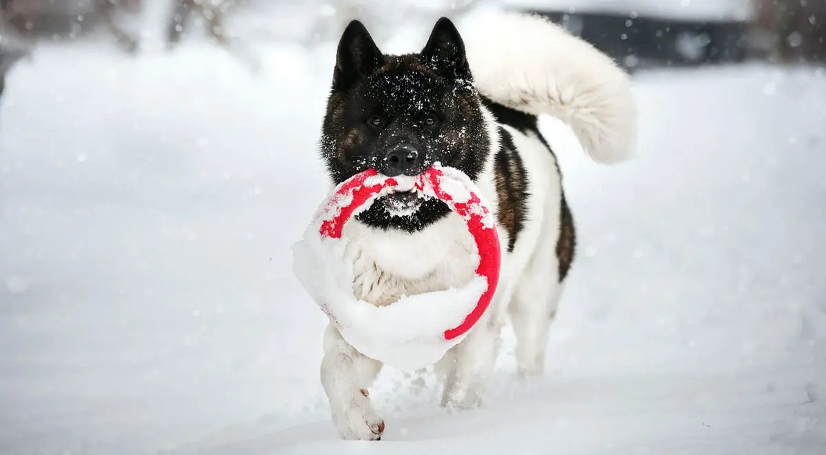 brown and white akita running in snow holding red toy