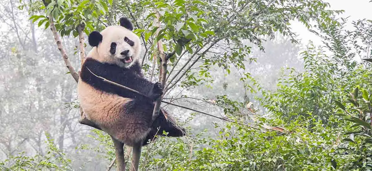 panda bear animal conservation