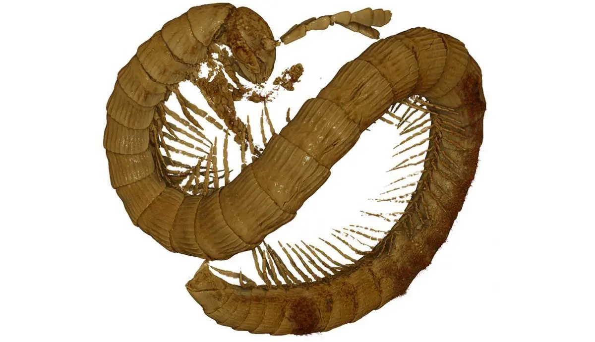 ancient millipede