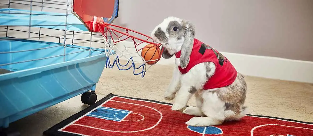 Bini the basketball dunking bunny rabbit