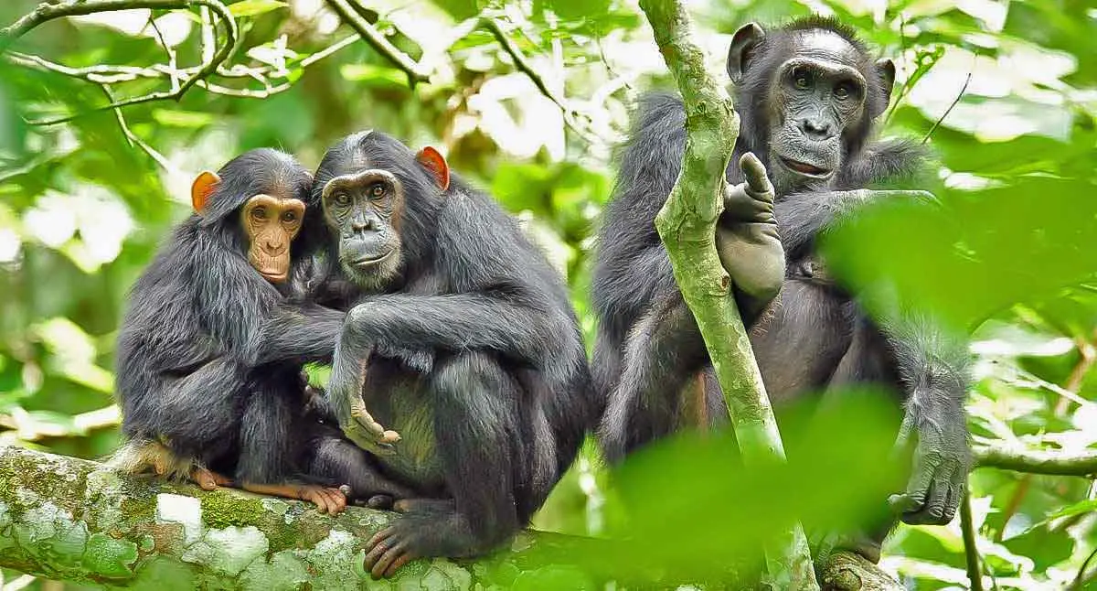 Chimpanzees in the forest