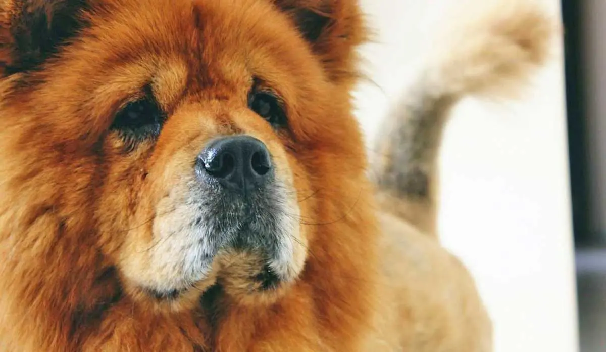 Red Chow Chow Dog Standing in Kitchen