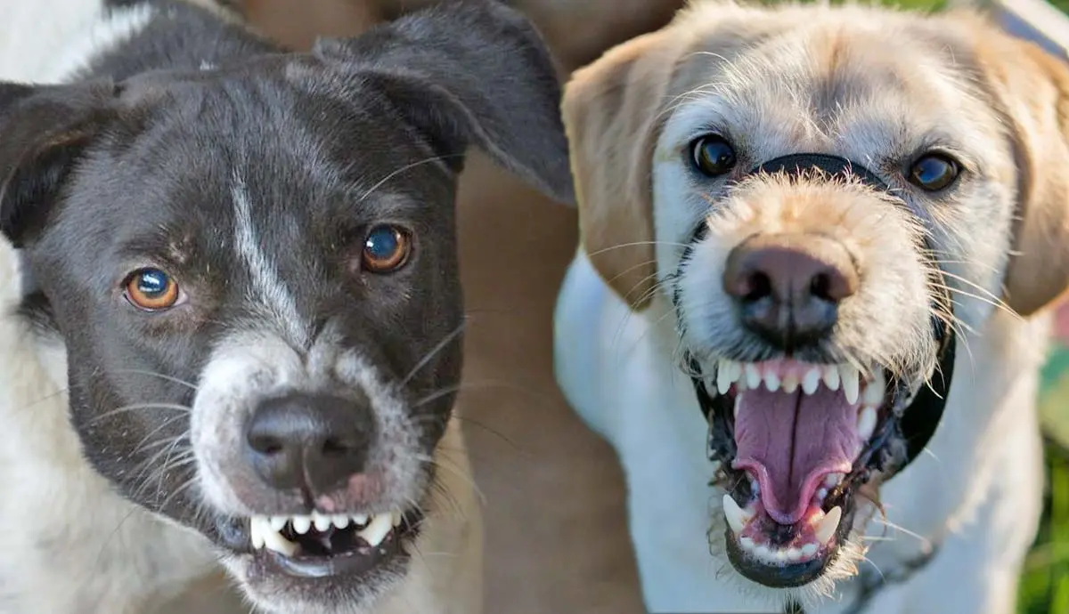 signs of aggression in dogs