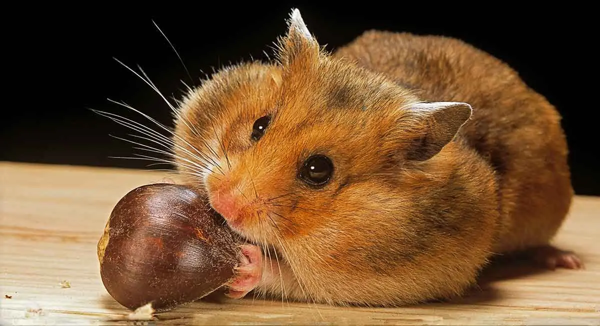 hamster with nut