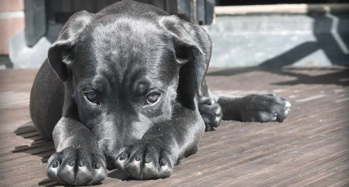 lab puppy sad