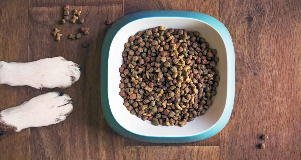 dog food in bowl