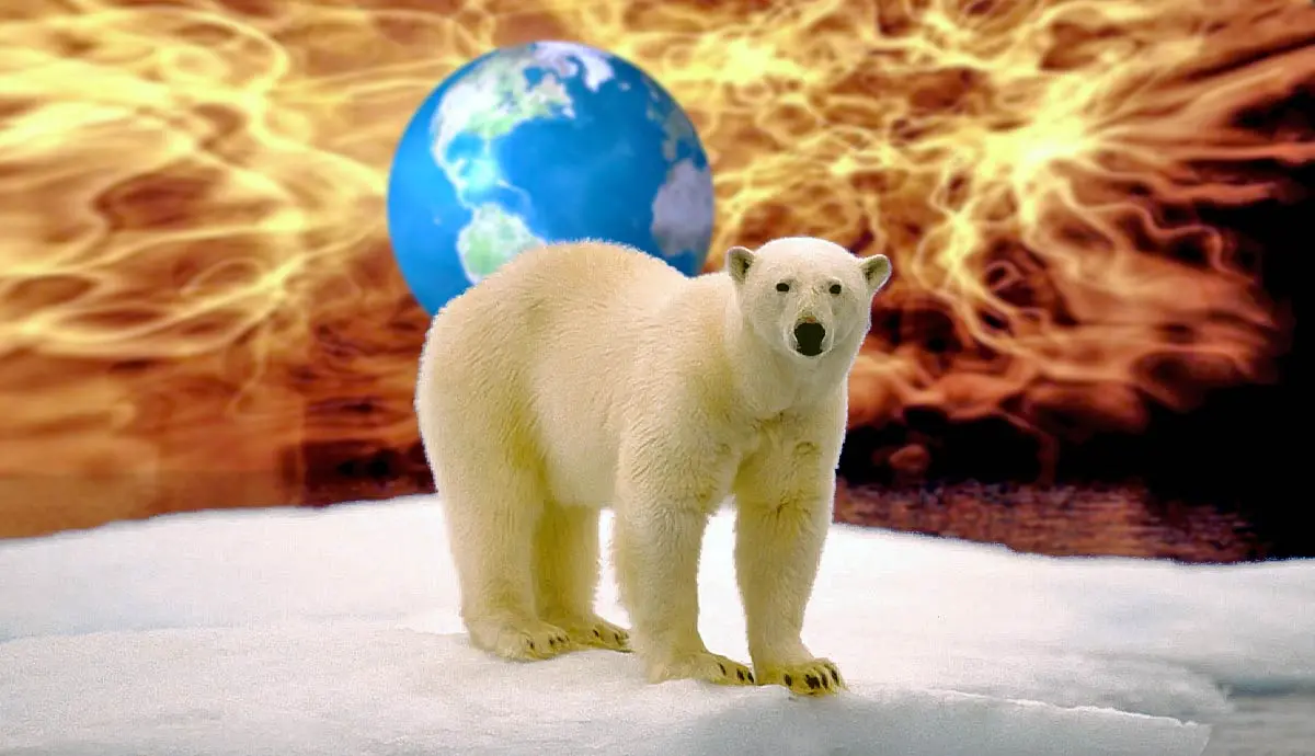 polar bears and climate change