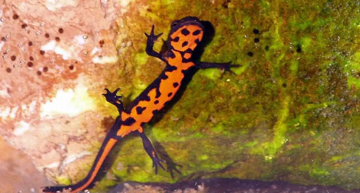 fire belly newt swimming