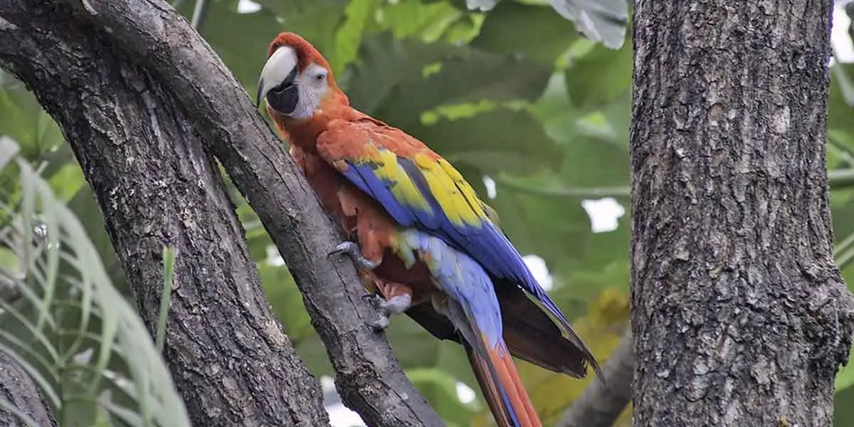 macaw pressing itself against tree.v1