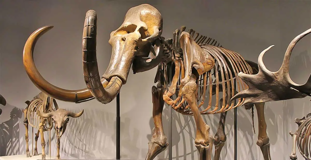 mastodon skeleton in albany ny