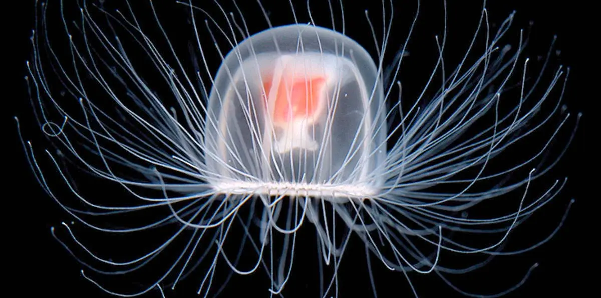 immortal jellyfish