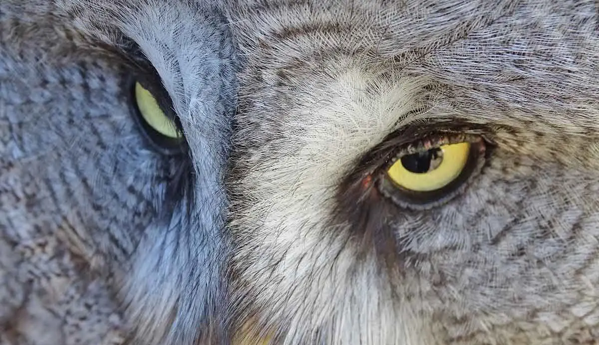great grey owl eyes