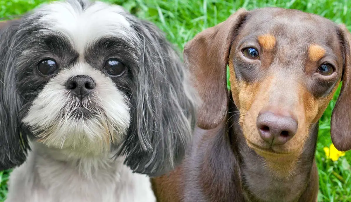 what dog breeds live the longest