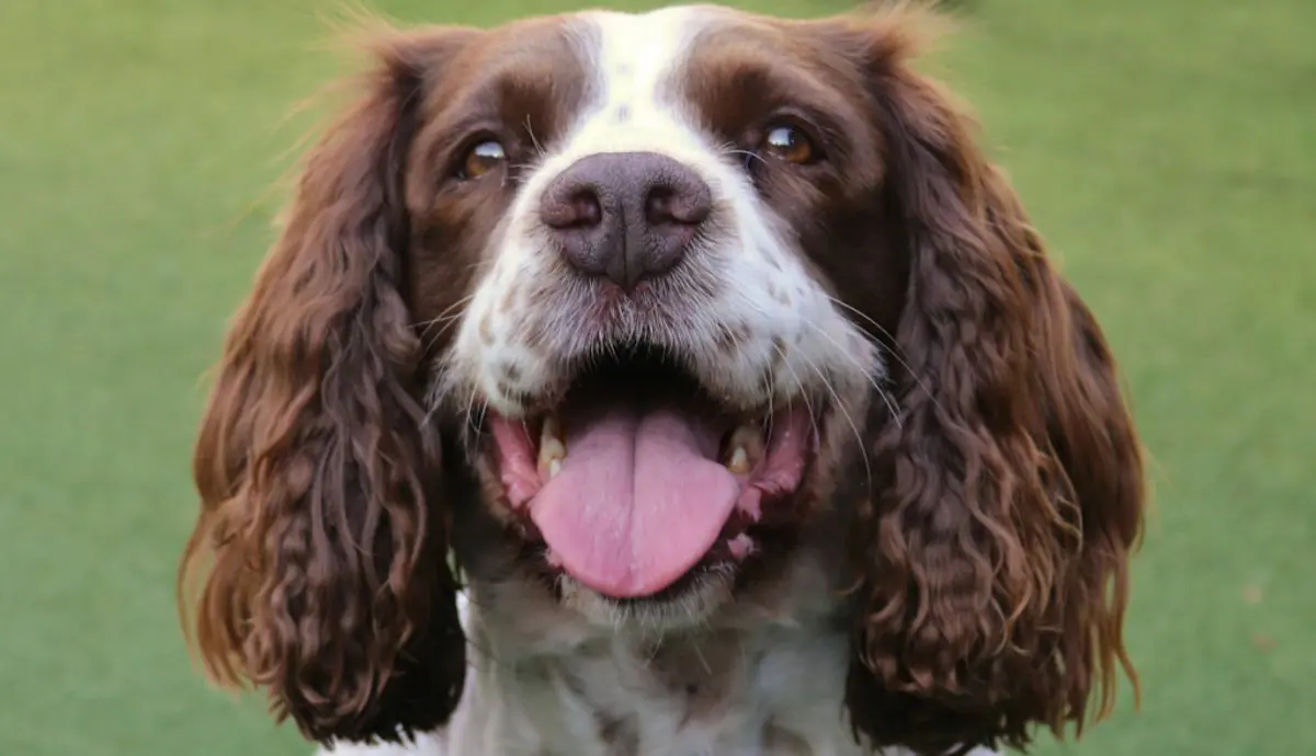 spirited facts about the springer spaniel