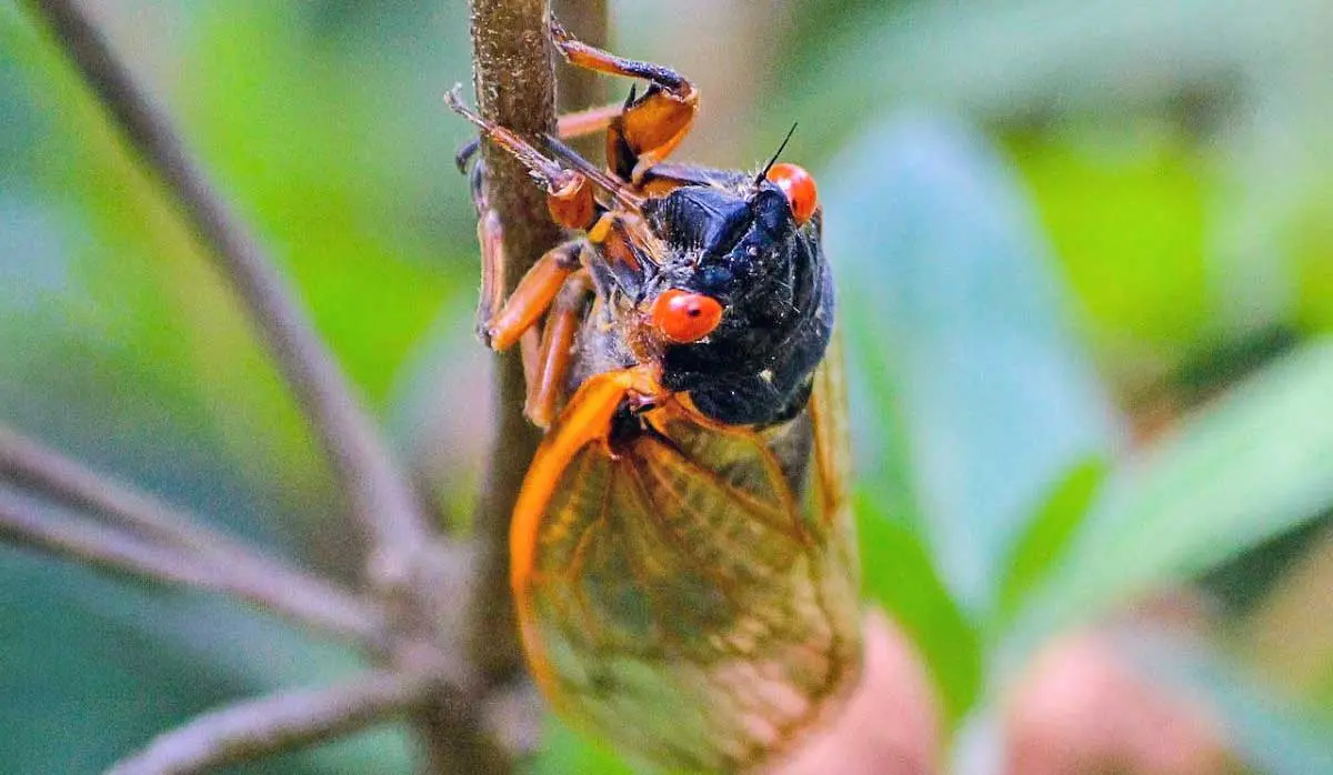 front view periodical cicada
