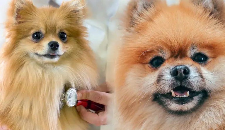 what are some common pomeranian health issues